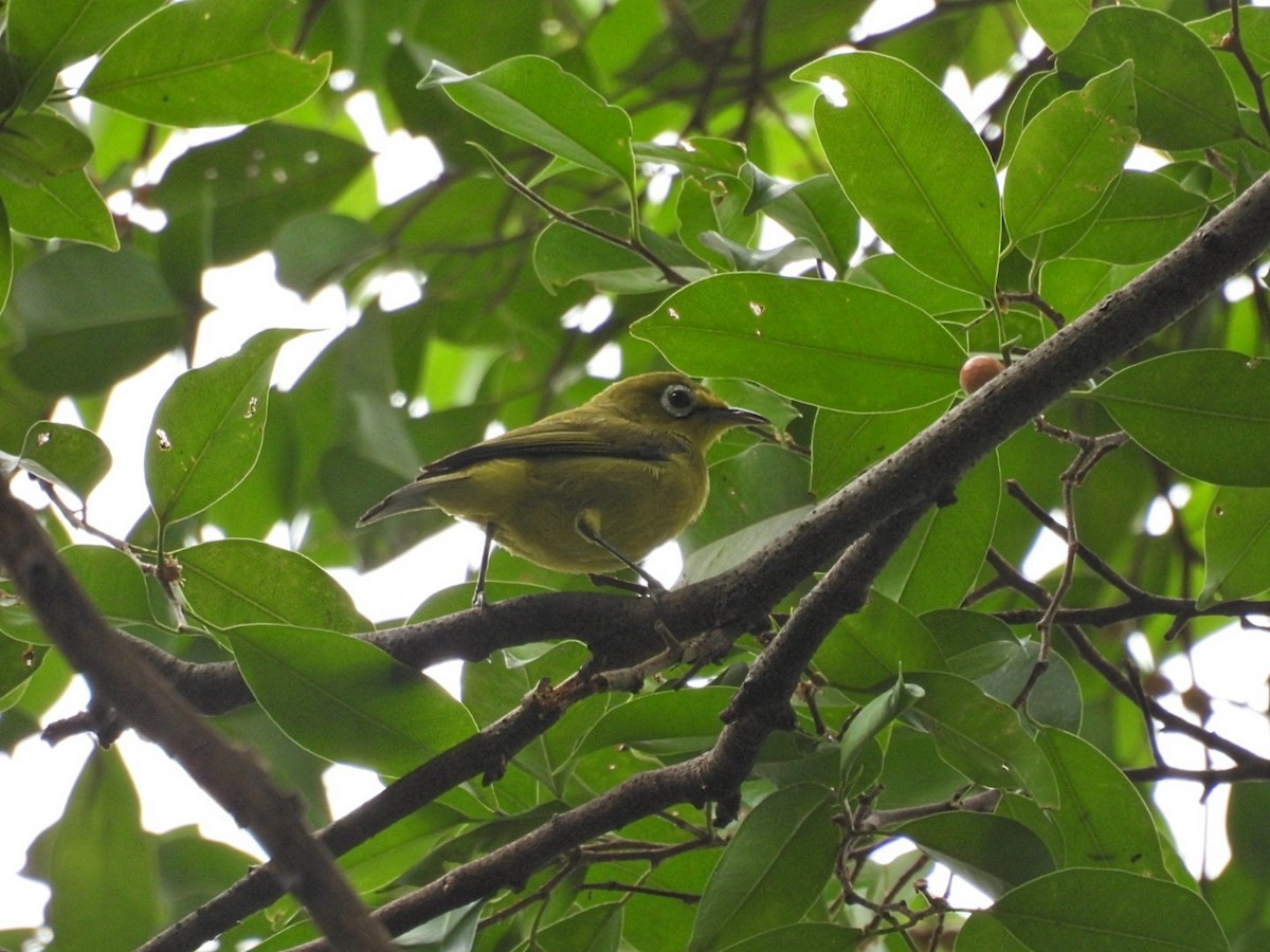 Lemon-bellied White-eye - ML633001982