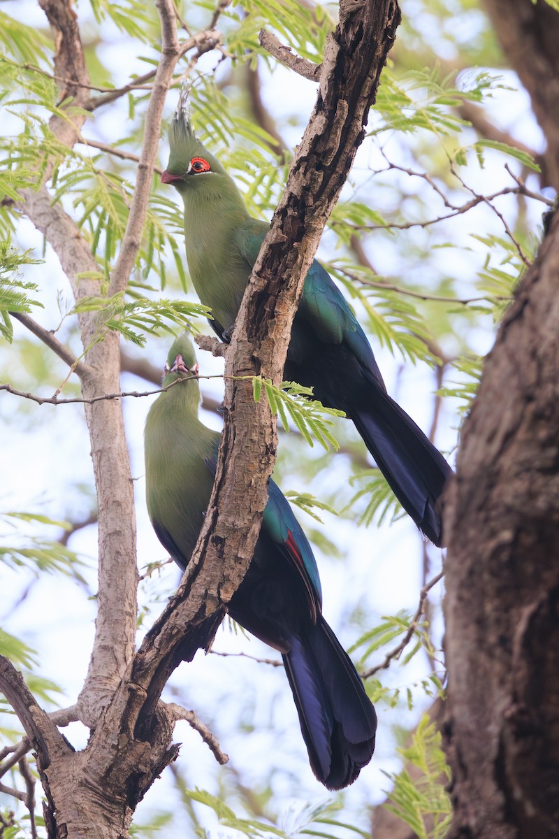 Schalow's Turaco - Norman Graf