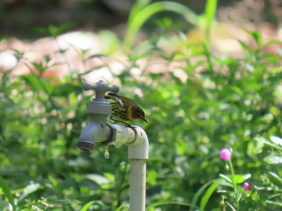 Cape May Warbler - ML633002121