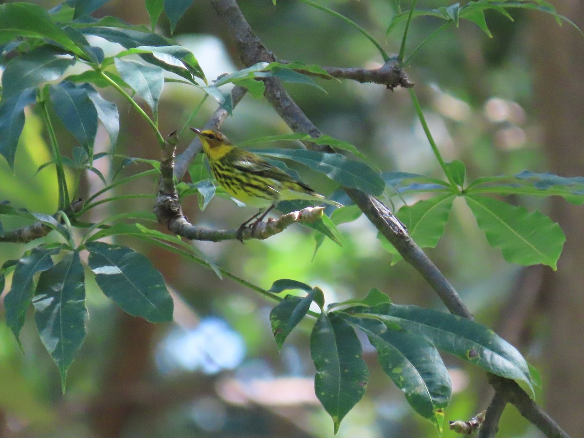 Cape May Warbler - ML633002122