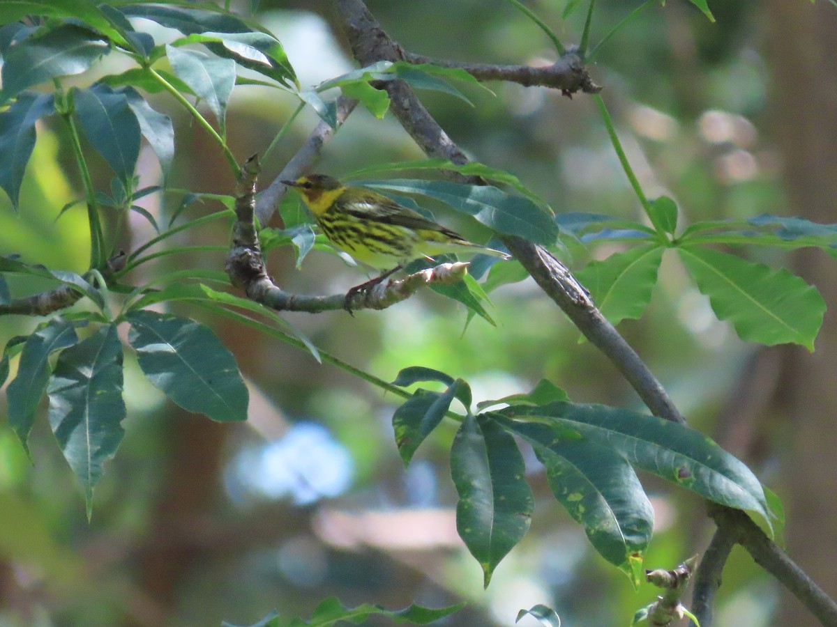 Cape May Warbler - ML633002123