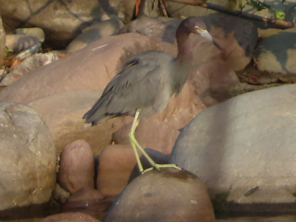 Little Blue Heron - ML633002135
