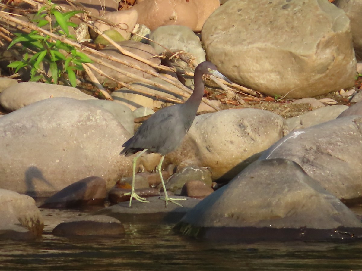 Little Blue Heron - ML633002136