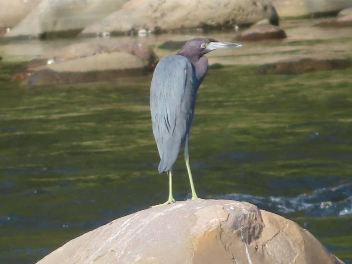 Little Blue Heron - ML633002217