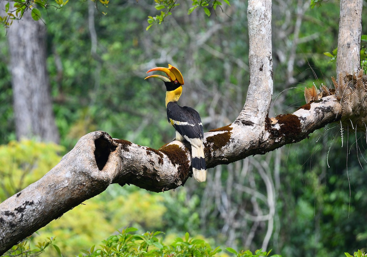 Great Hornbill - ML633002259