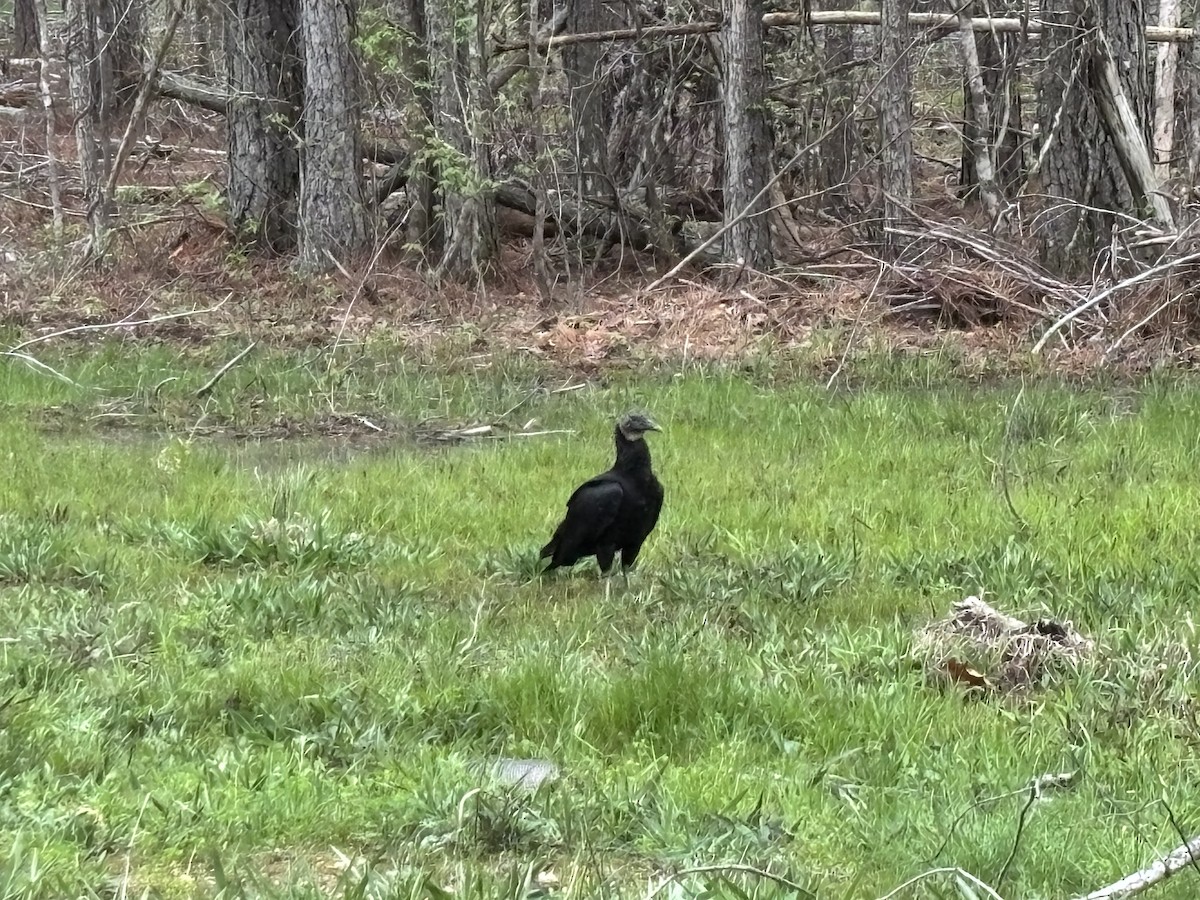 Black Vulture - ML633002283