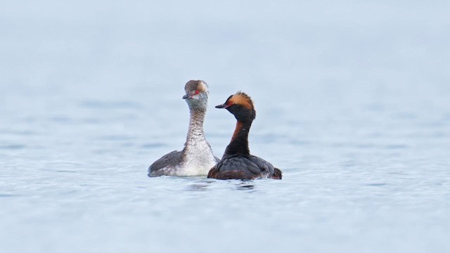 Horned Grebe - ML633002410