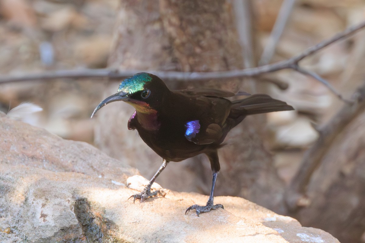 Amethyst Sunbird - Norman Graf