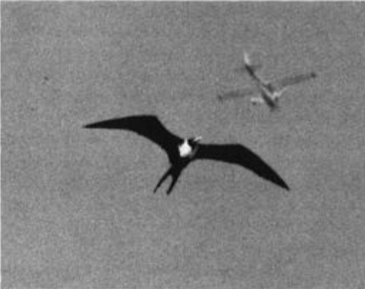 Magnificent Frigatebird - ML633002689