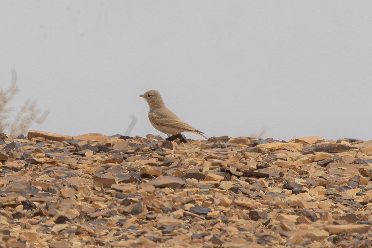 Allodola del deserto minore - ML633002799