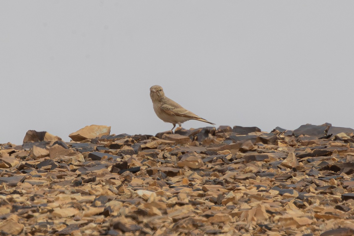 Allodola del deserto minore - ML633002800