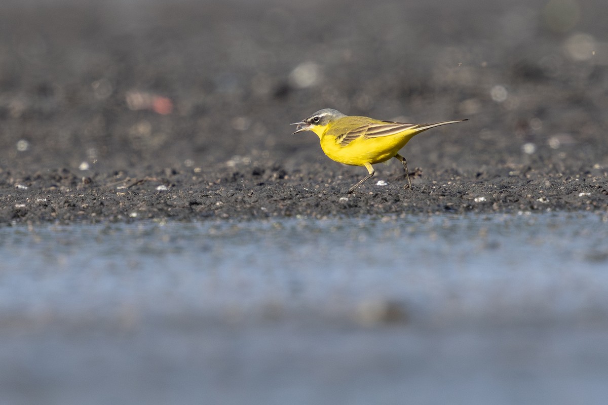 ニシツメナガセキレイ - ML633003084