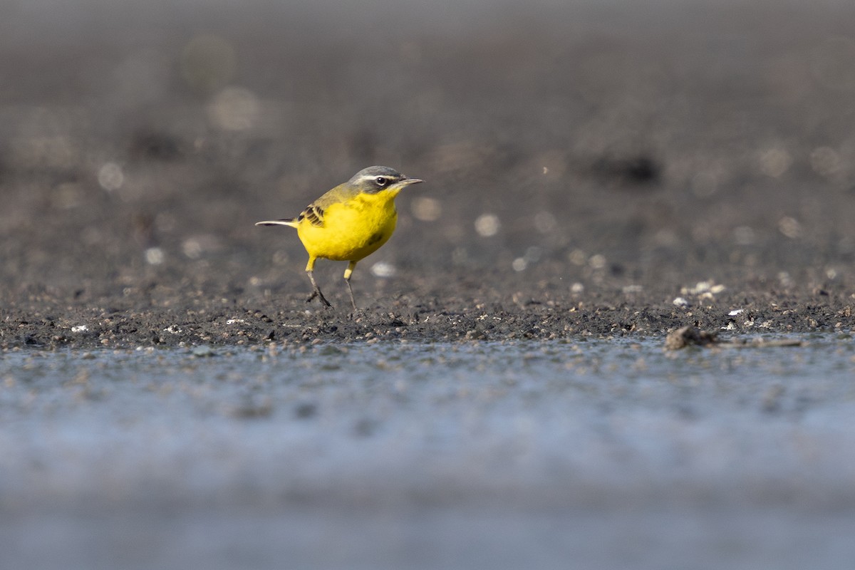 ニシツメナガセキレイ - ML633003085