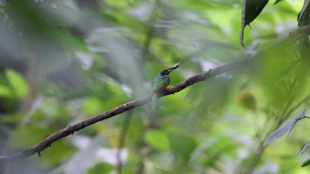 Jacamar à queue rousse - ML633003161