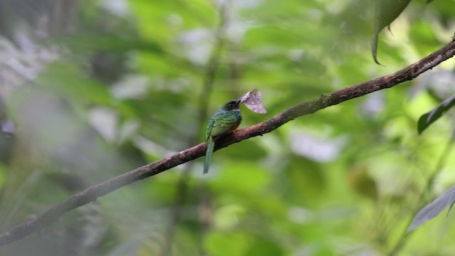 Jacamar à queue rousse - ML633003162