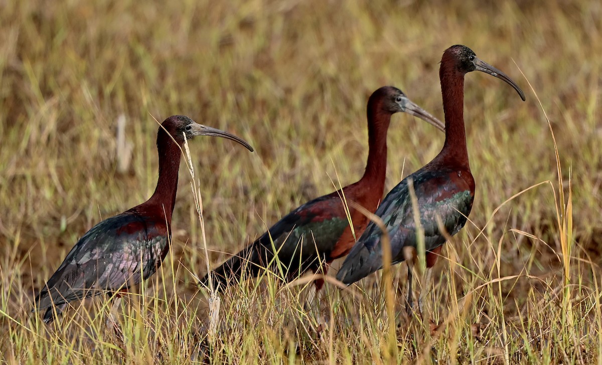 Glossy Ibis - ML633003273