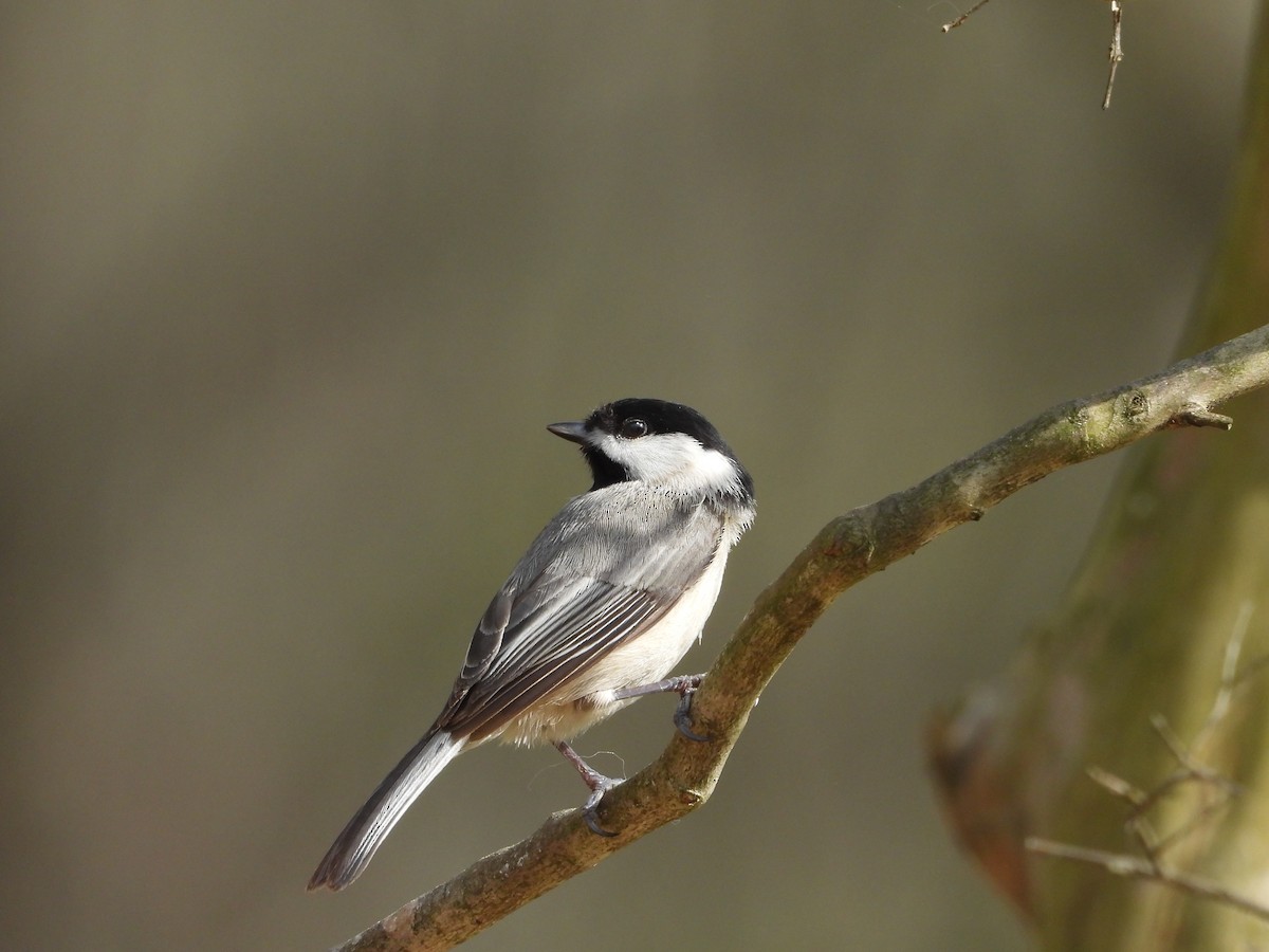 Carolina Chickadee - ML633003628