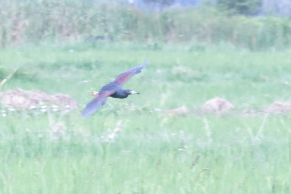 クロアマサギ - ML633003934