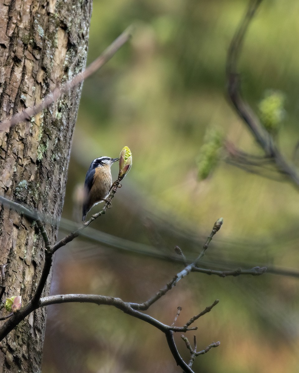 Red-breasted Nuthatch - ML633003959