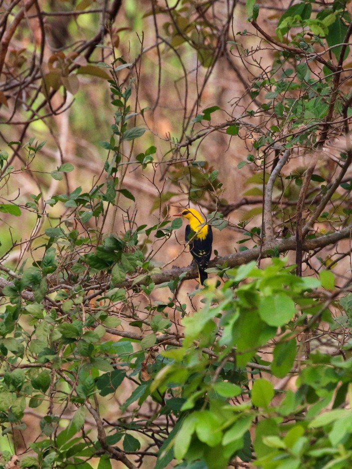 žluva asijská - ML633004395