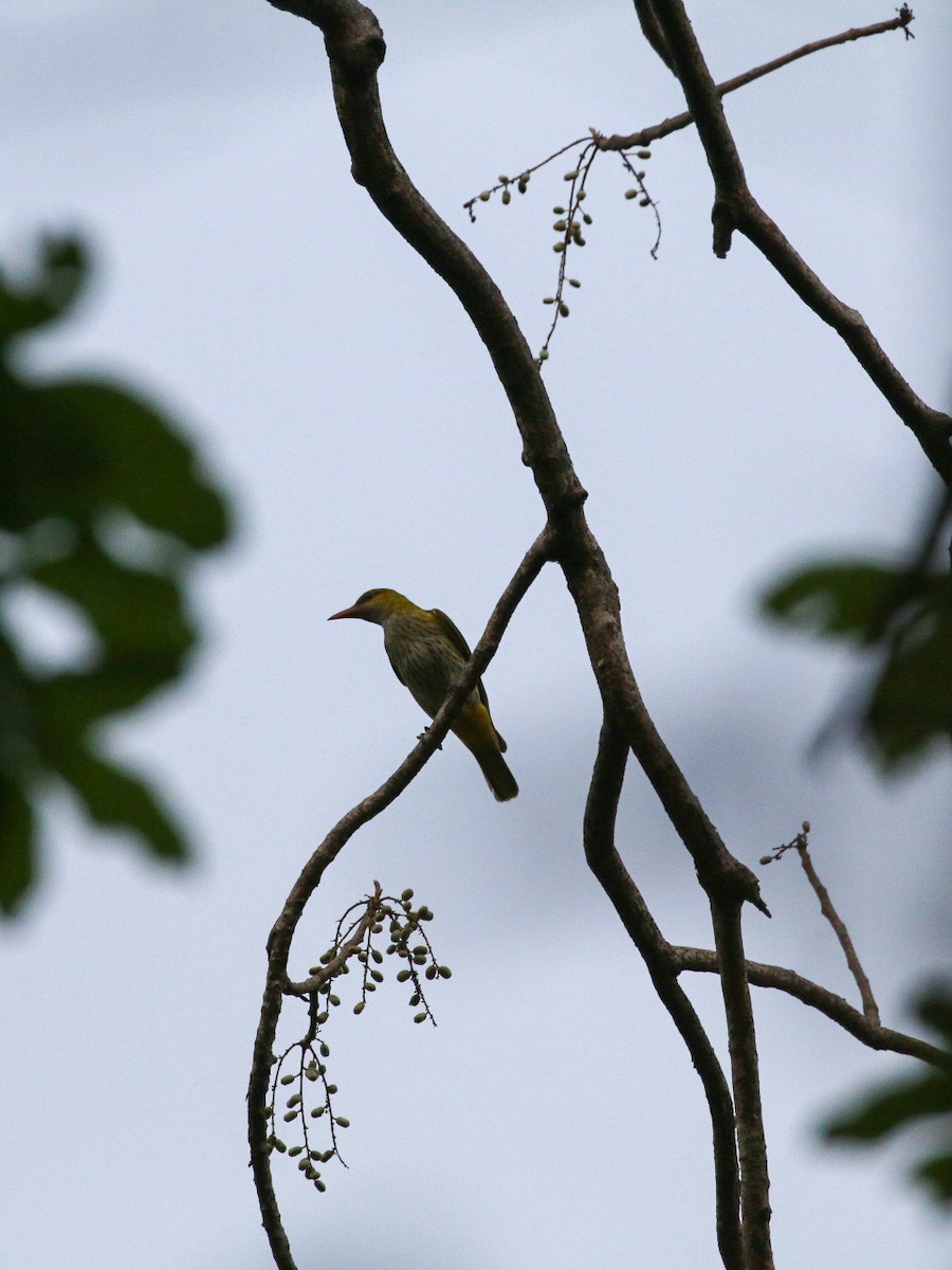 žluva asijská - ML633004396