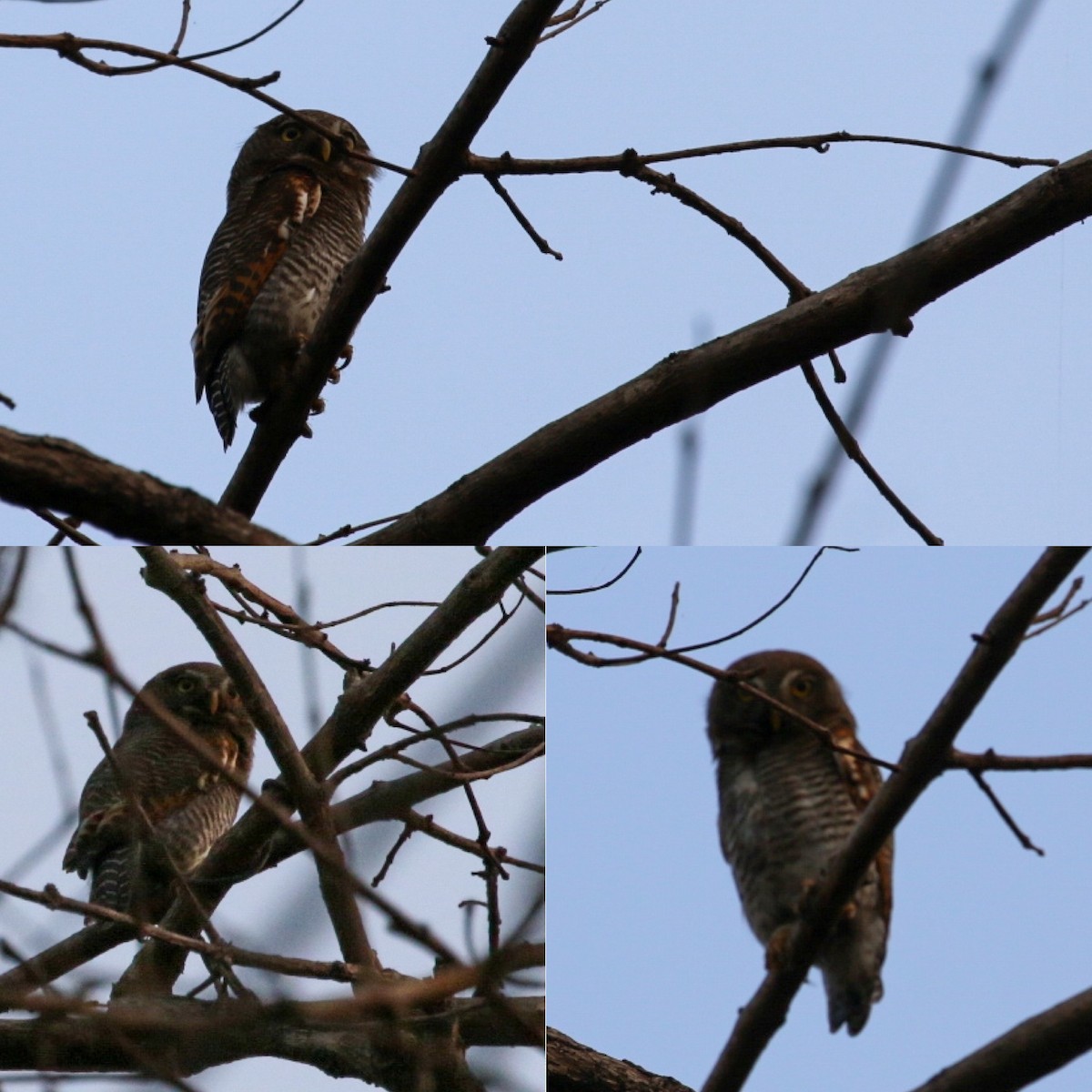 kulíšek indický - ML633004413