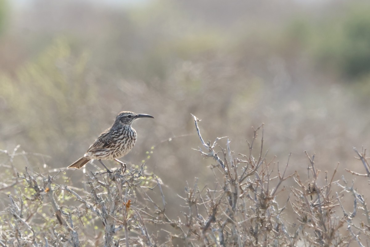Cape Long-billed Lark - ML633004418