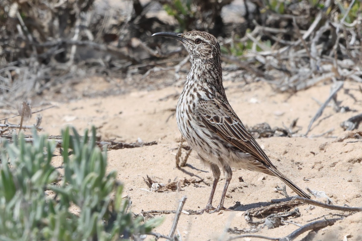 Cape Long-billed Lark - ML633004420