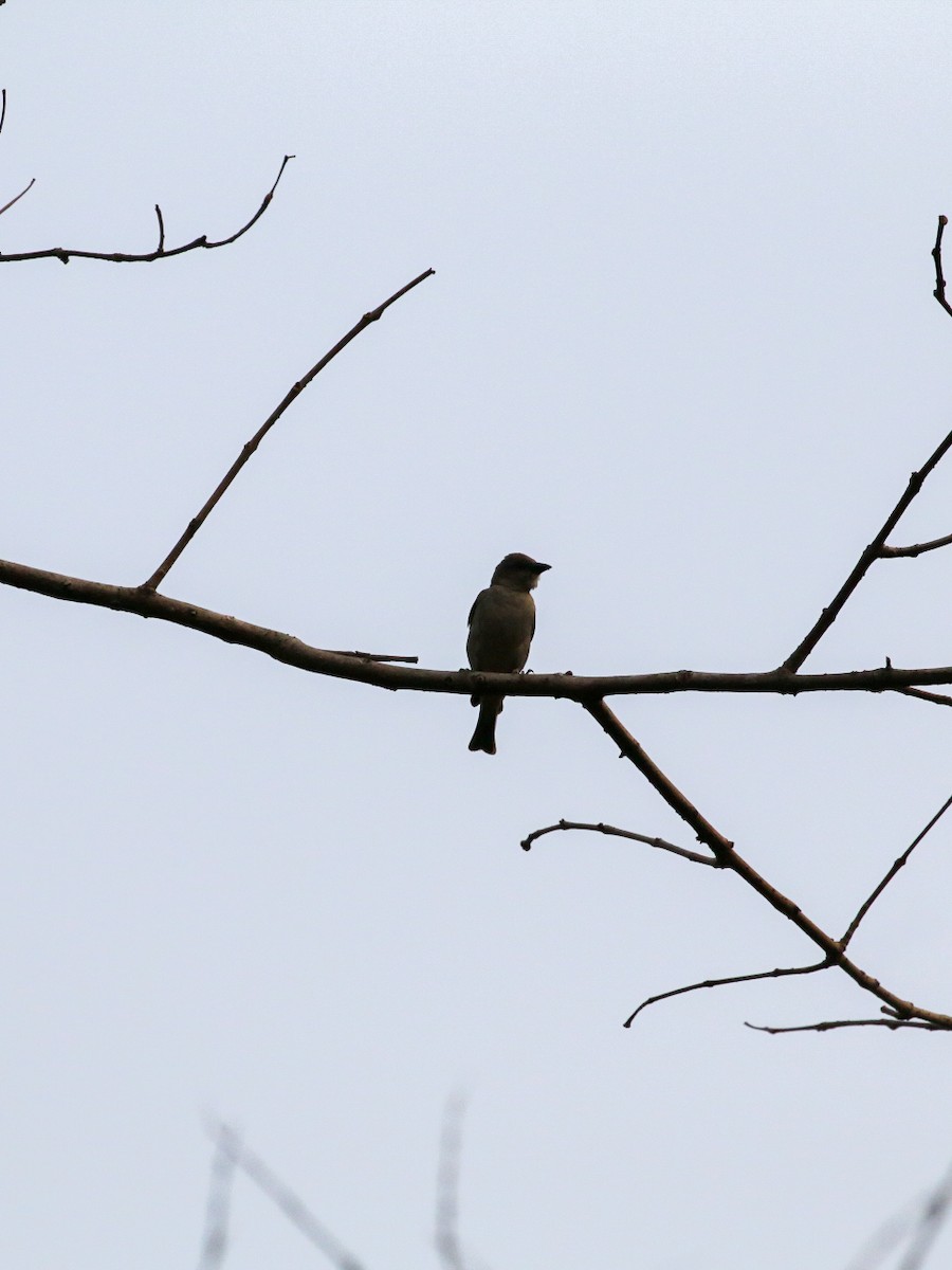 vrabec hnědoramenný - ML633004437