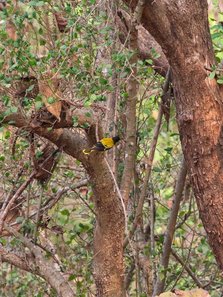 žluva černokápá - ML633004452