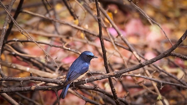 Blue-throated Flycatcher - ML633004752