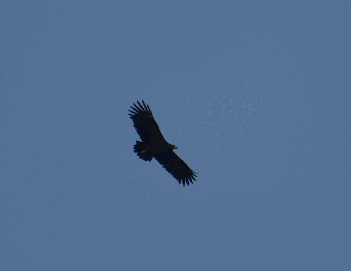Águila Moteada - ML633004865