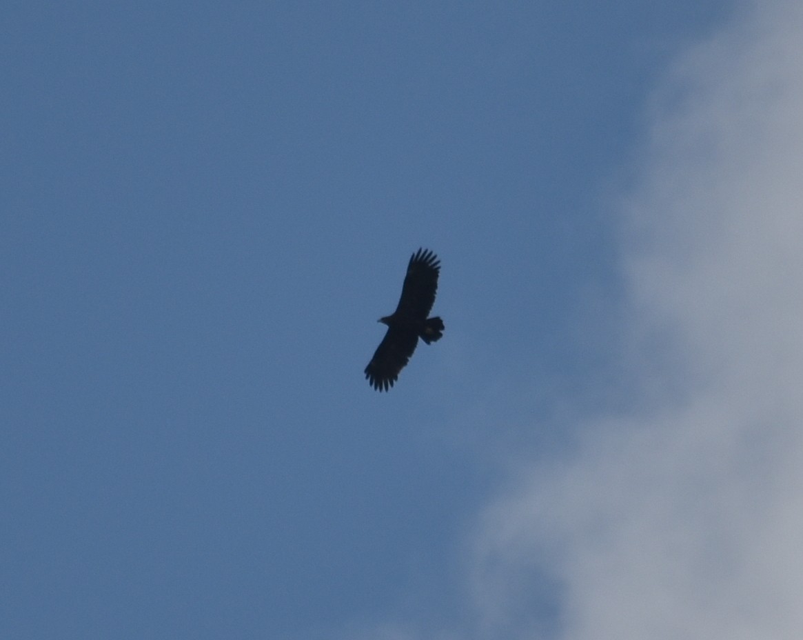Águila Moteada - ML633004868