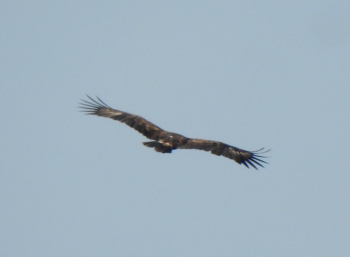 Águila Moteada - ML633004869