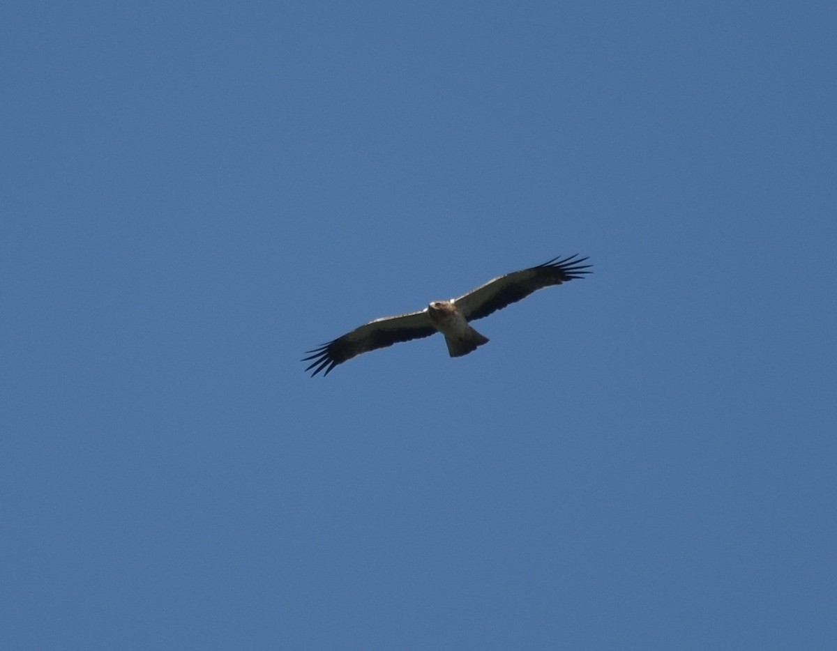 Águila Calzada - ML633004877