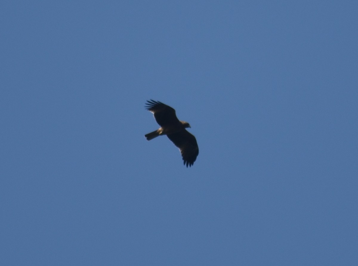 Águila Calzada - ML633004880