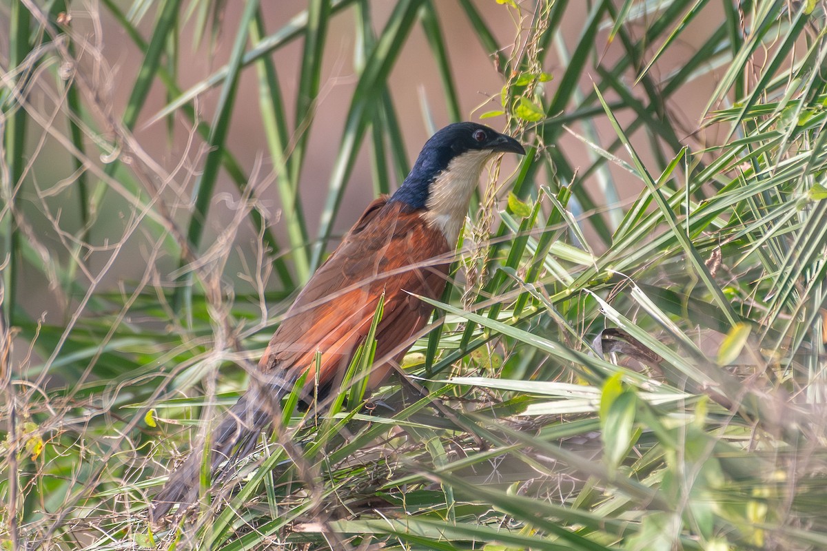Blue-headed Coucal - ML633004892
