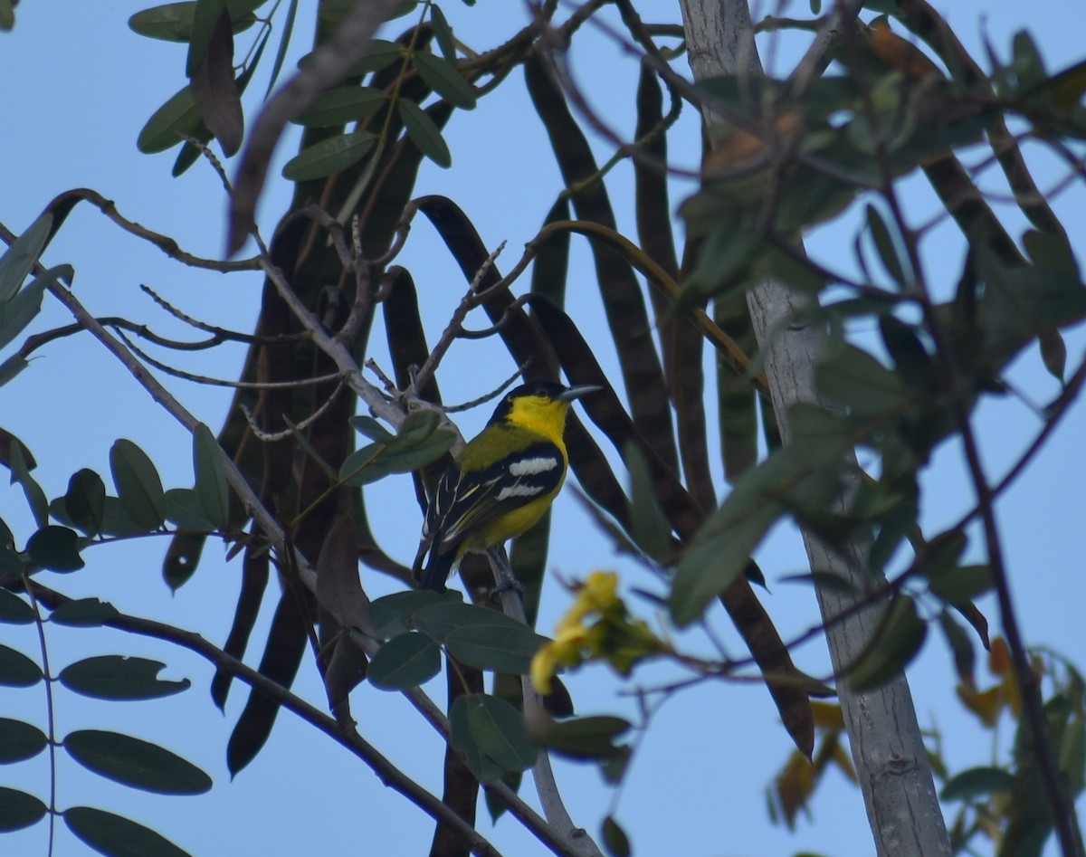 Iora Común - ML633004897