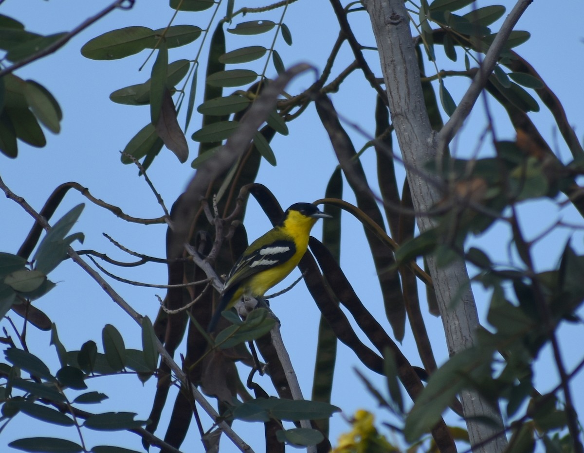 Iora Común - ML633004898