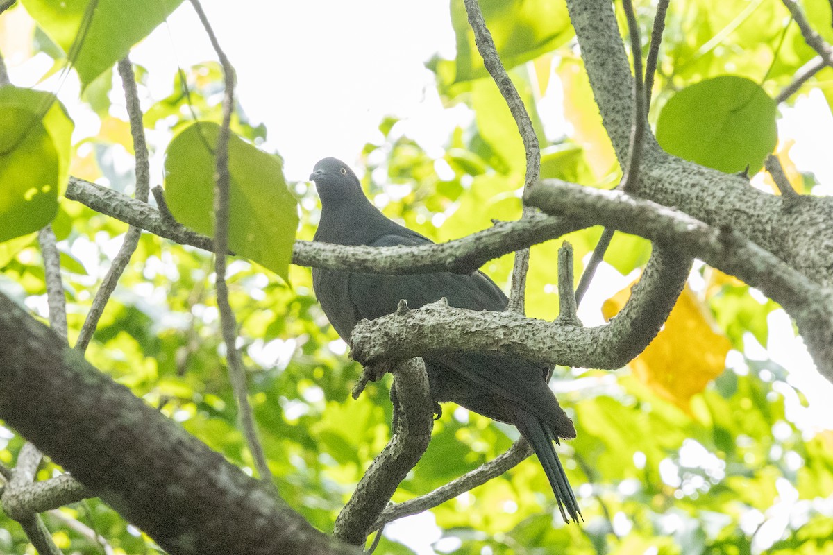 Christmas Island Imperial-Pigeon - ML633004904