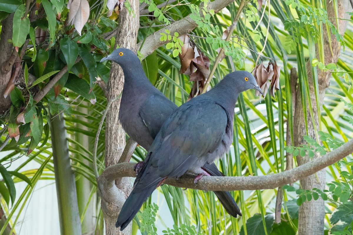 Christmas Island Imperial-Pigeon - ML633005021