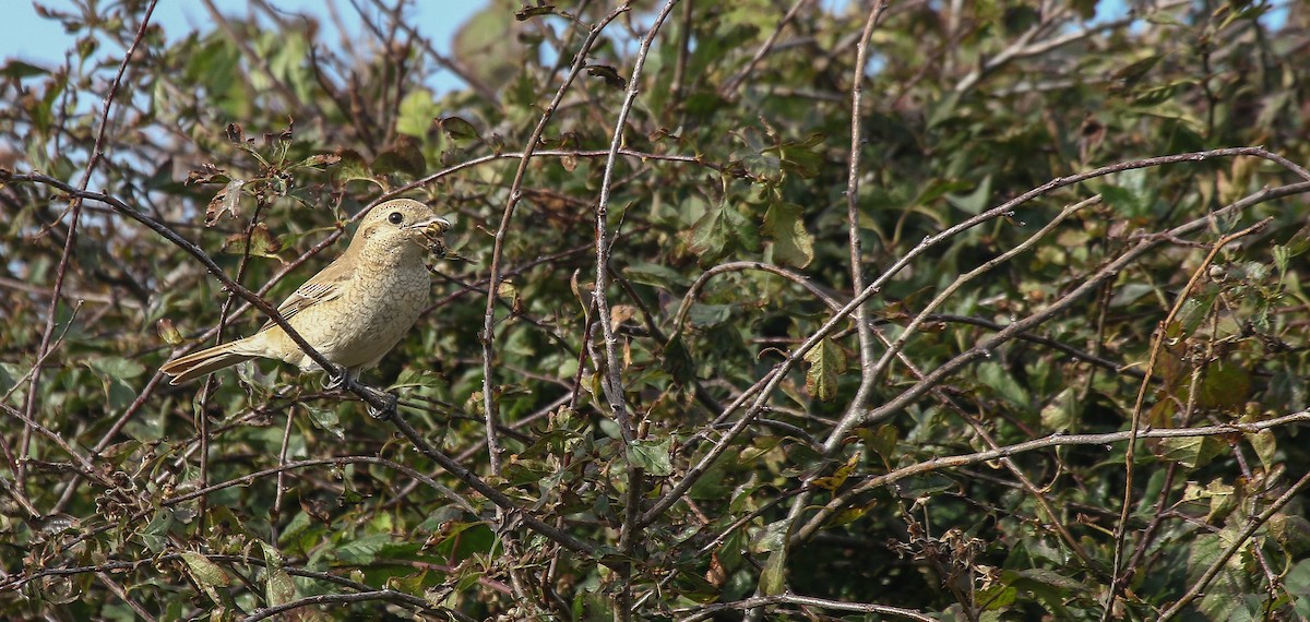 Red-tailed/Isabelline Shrike - ML633005171