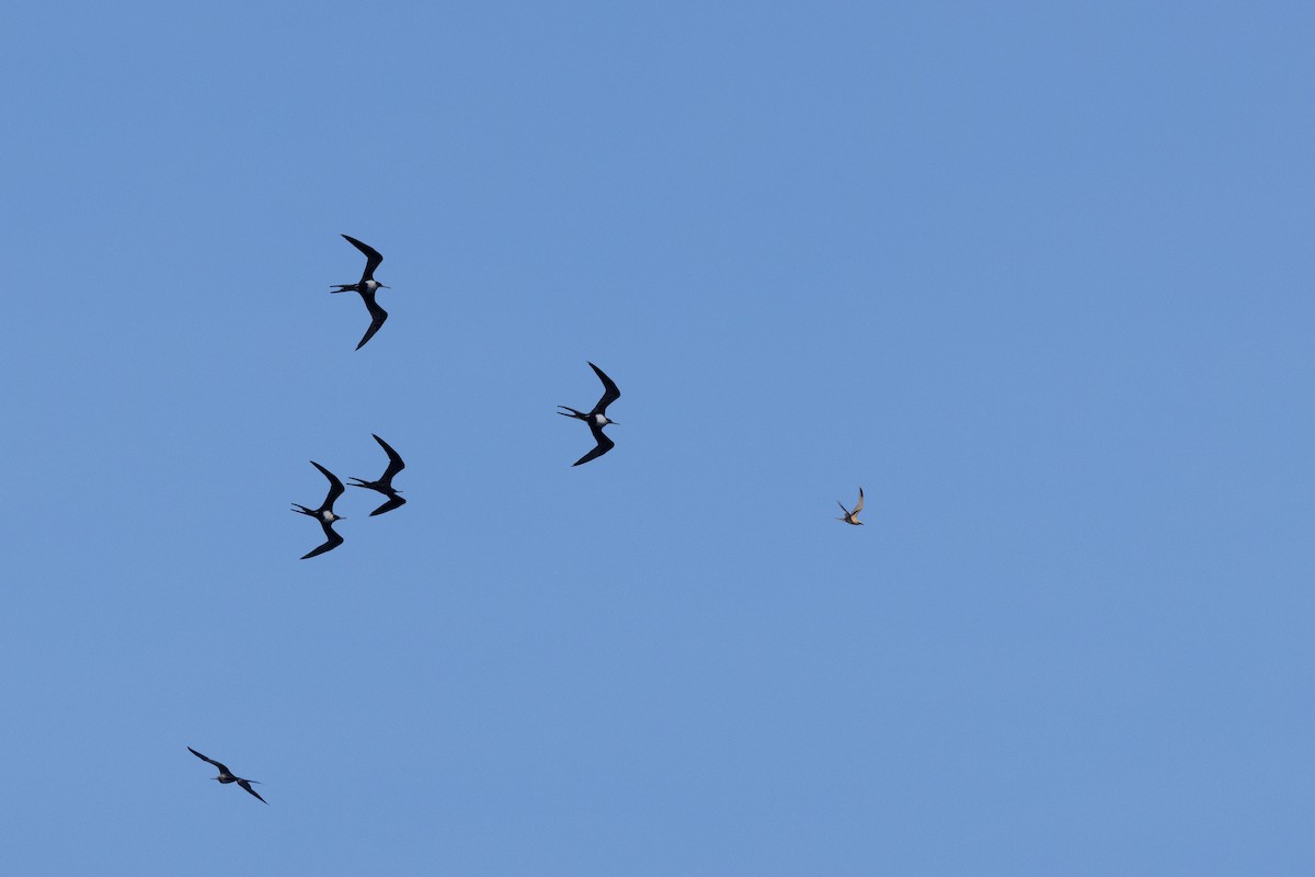Christmas Island Frigatebird - ML633005189