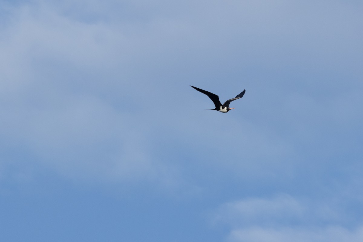 Christmas Island Frigatebird - ML633005226