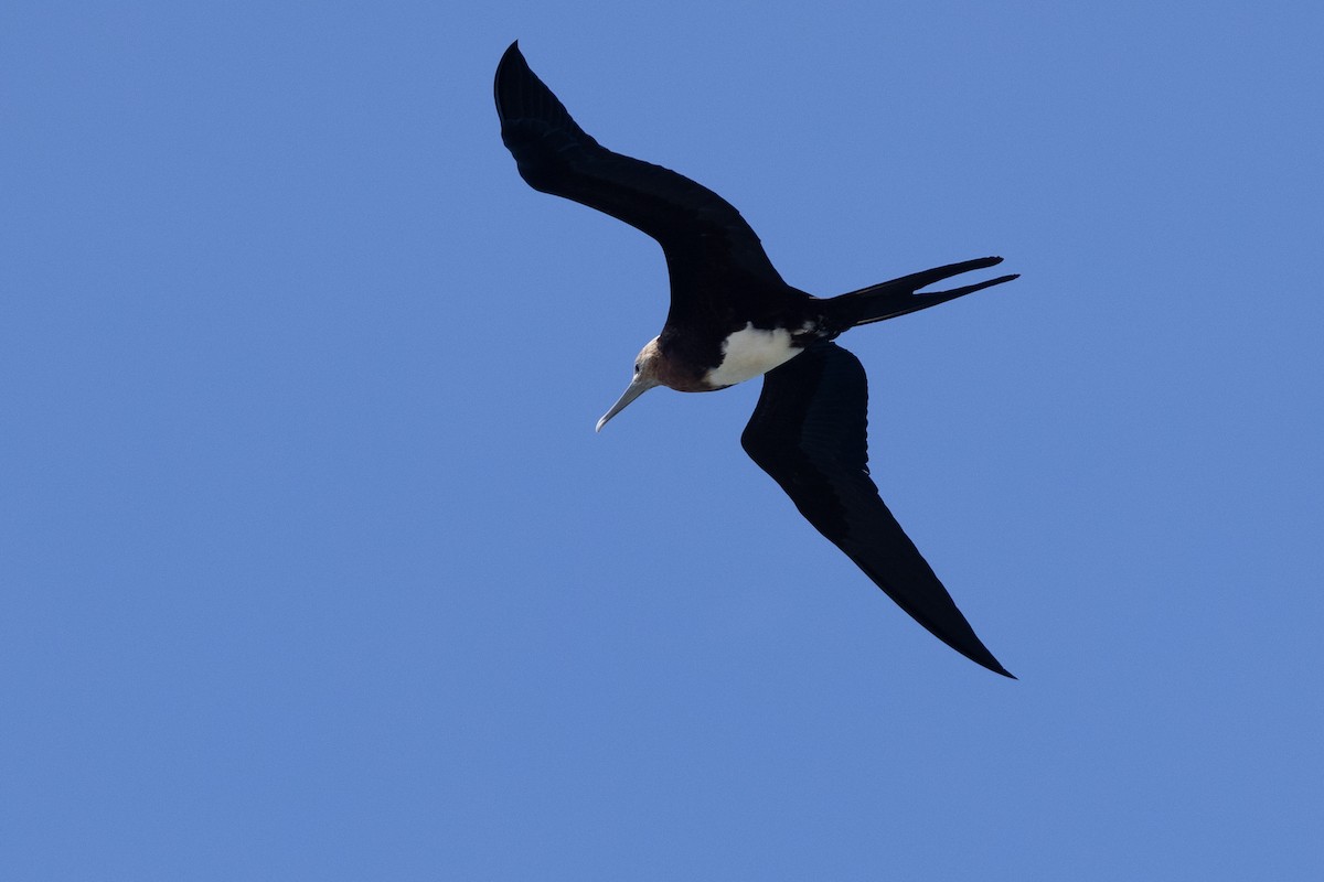 Christmas Island Frigatebird - ML633005341