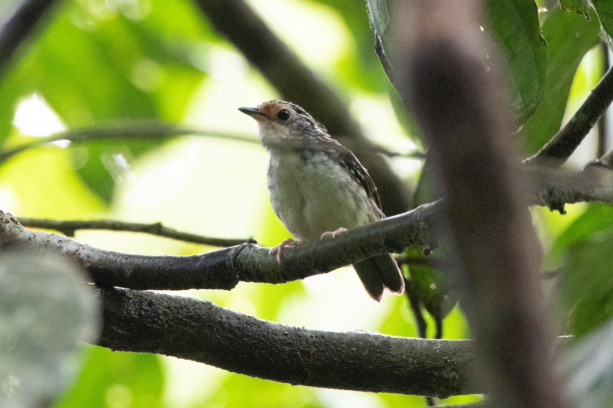 Striped Wren-Babbler - ML633005376