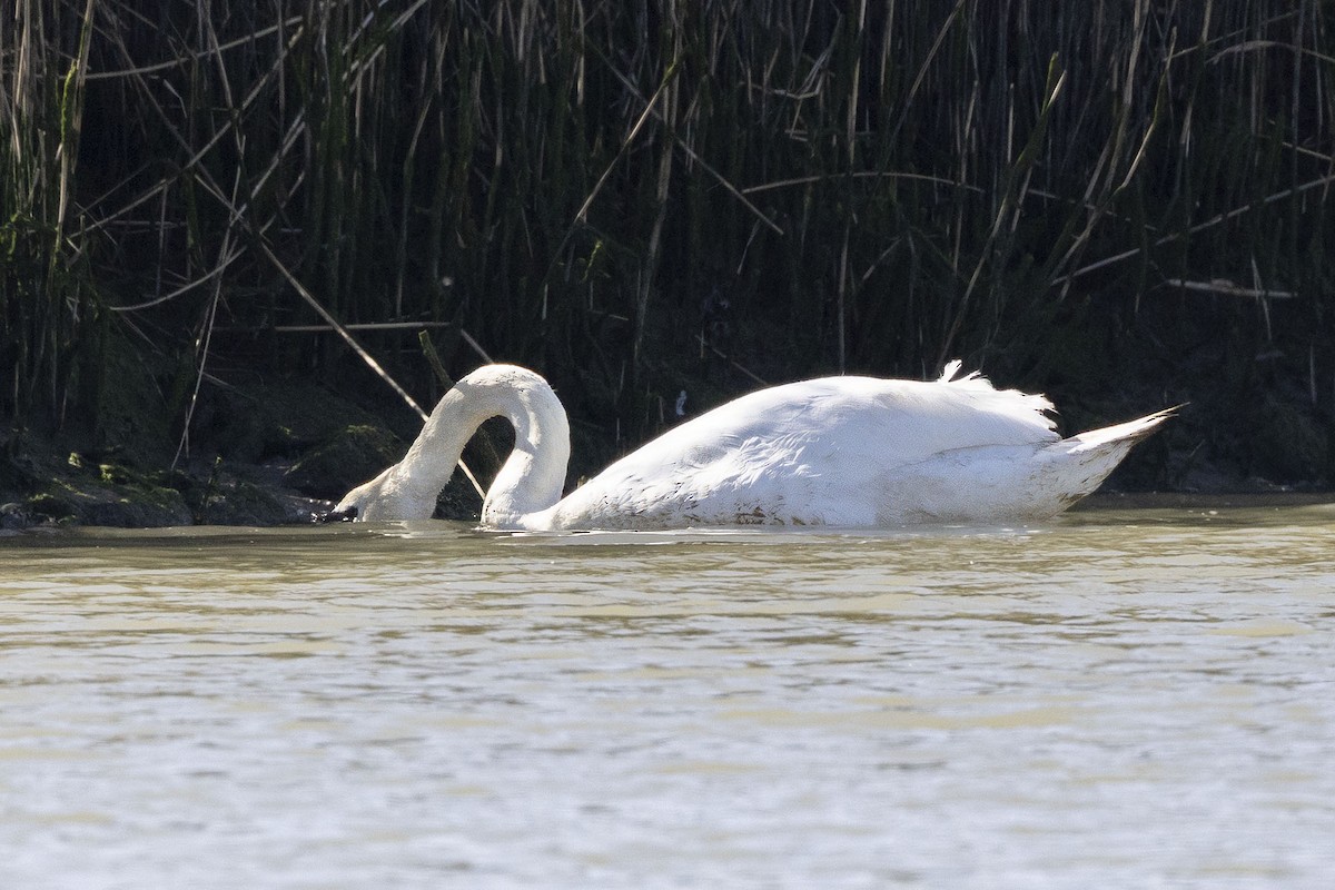 Mute Swan - ML633005425