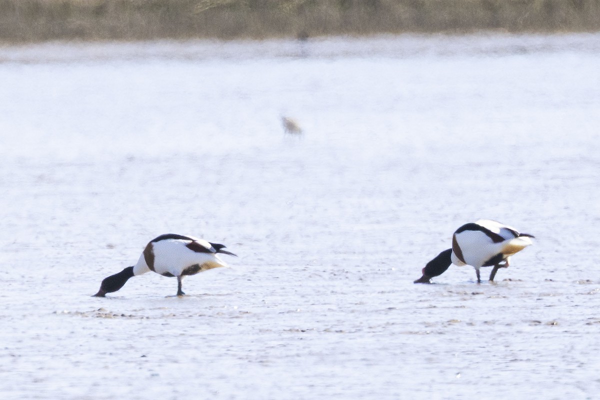 Common Shelduck - ML633005436