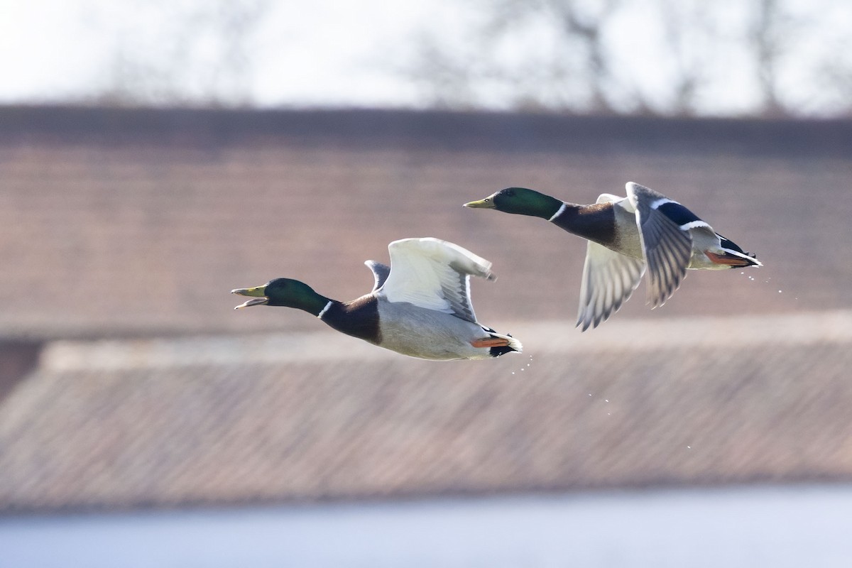 Mallard - ML633005437