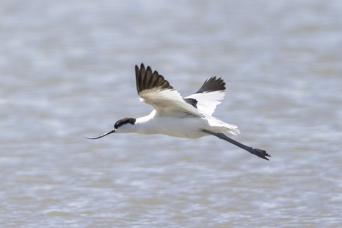 Pied Avocet - ML633005443